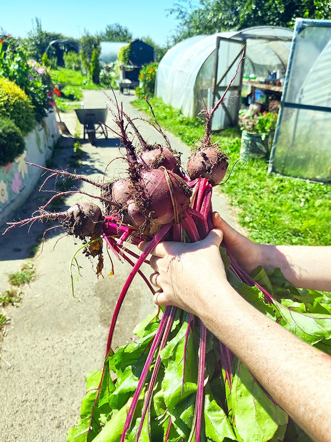 Community Garden 1