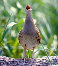 Corncrake