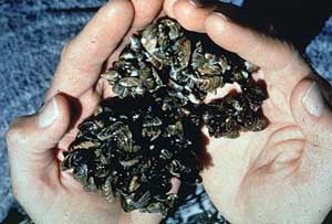 Zebra mussels